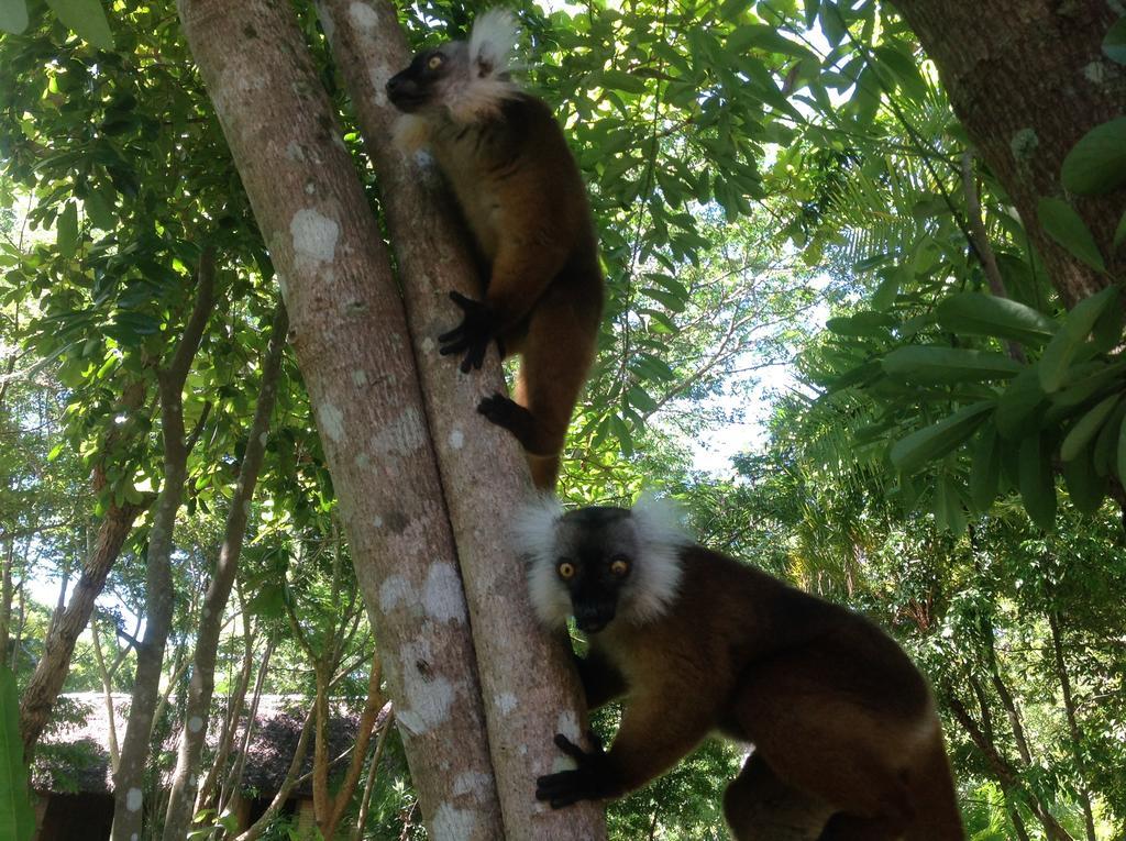 Coco Komba Lodge Nosy Komba ภายนอก รูปภาพ